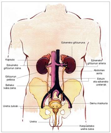 1. Irudia: Gizonaren iraitz aparatua.<br><br>334